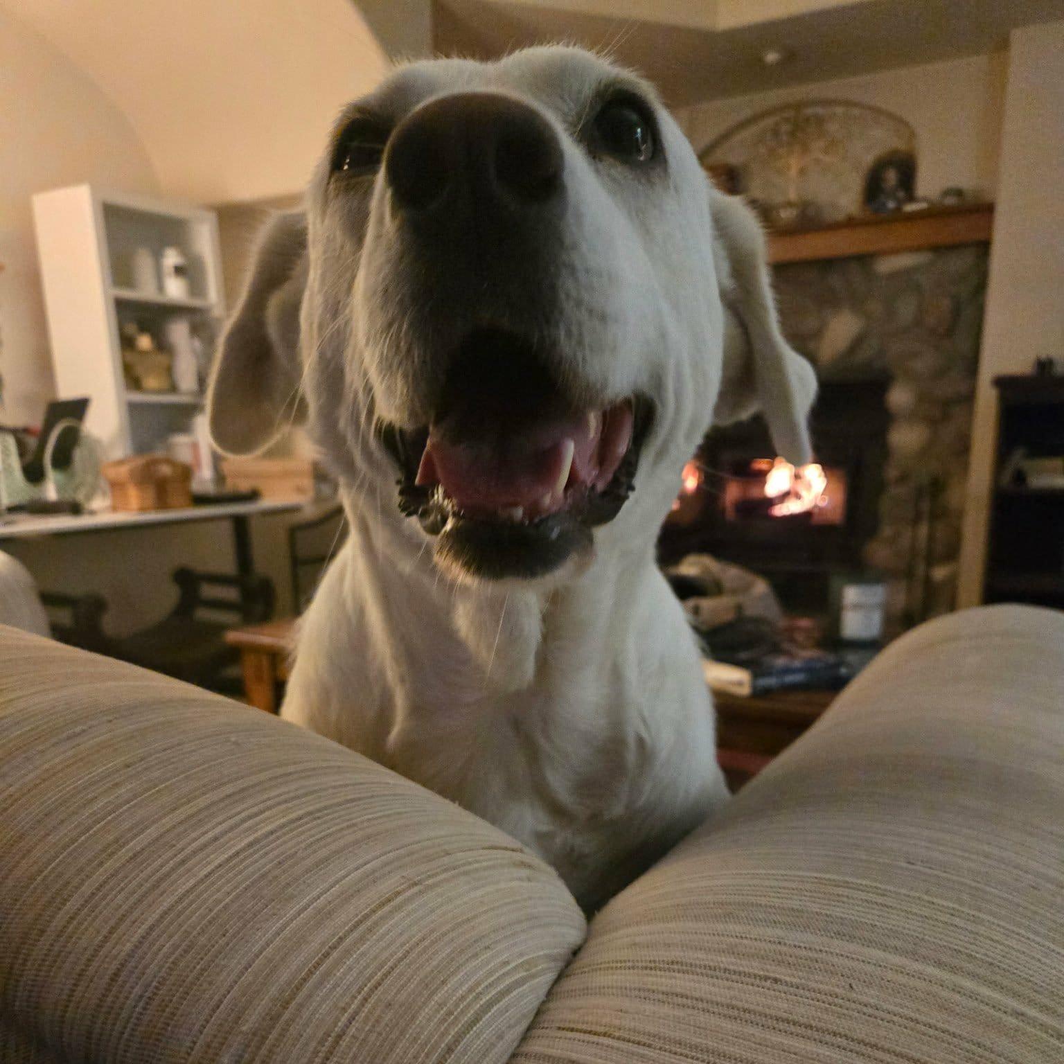 Enlarge SNOWBERRY, a Adoptable mixed breed in Loveland, CO image 5/6