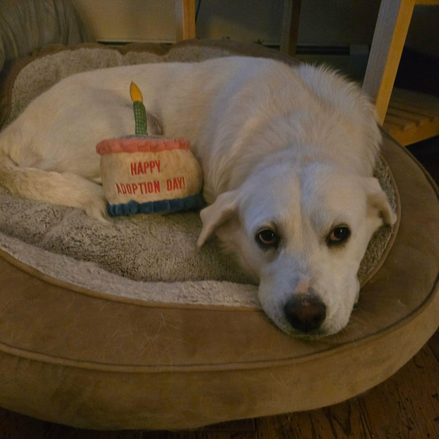 Enlarge SNOWBERRY, a Adoptable mixed breed in Loveland, CO image 6/6