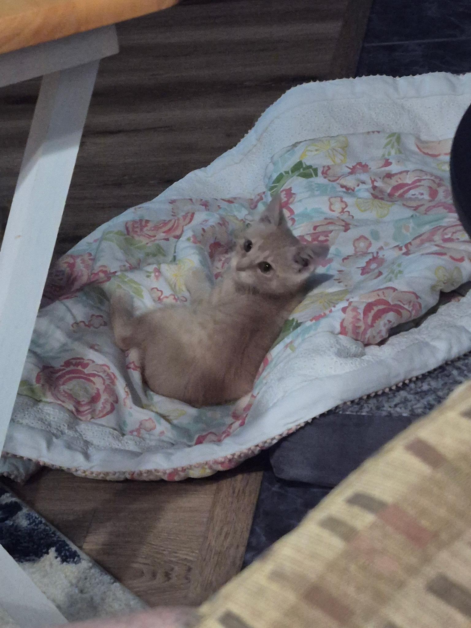 Buffers, Adopted, Kitten Male Domestic Short Hair.