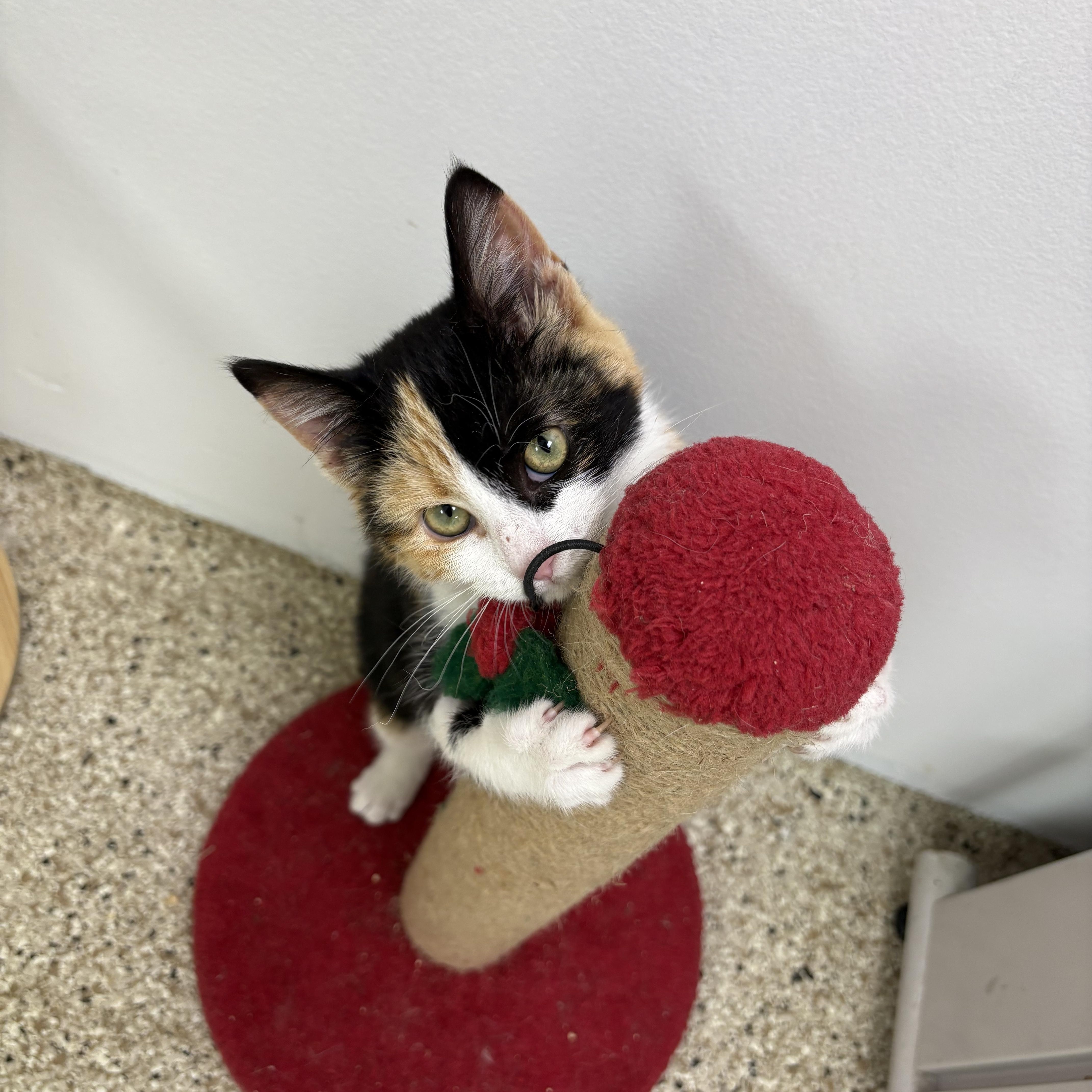 Cutie, ADOPTABLE, Kitten Female Domestic Short Hair.