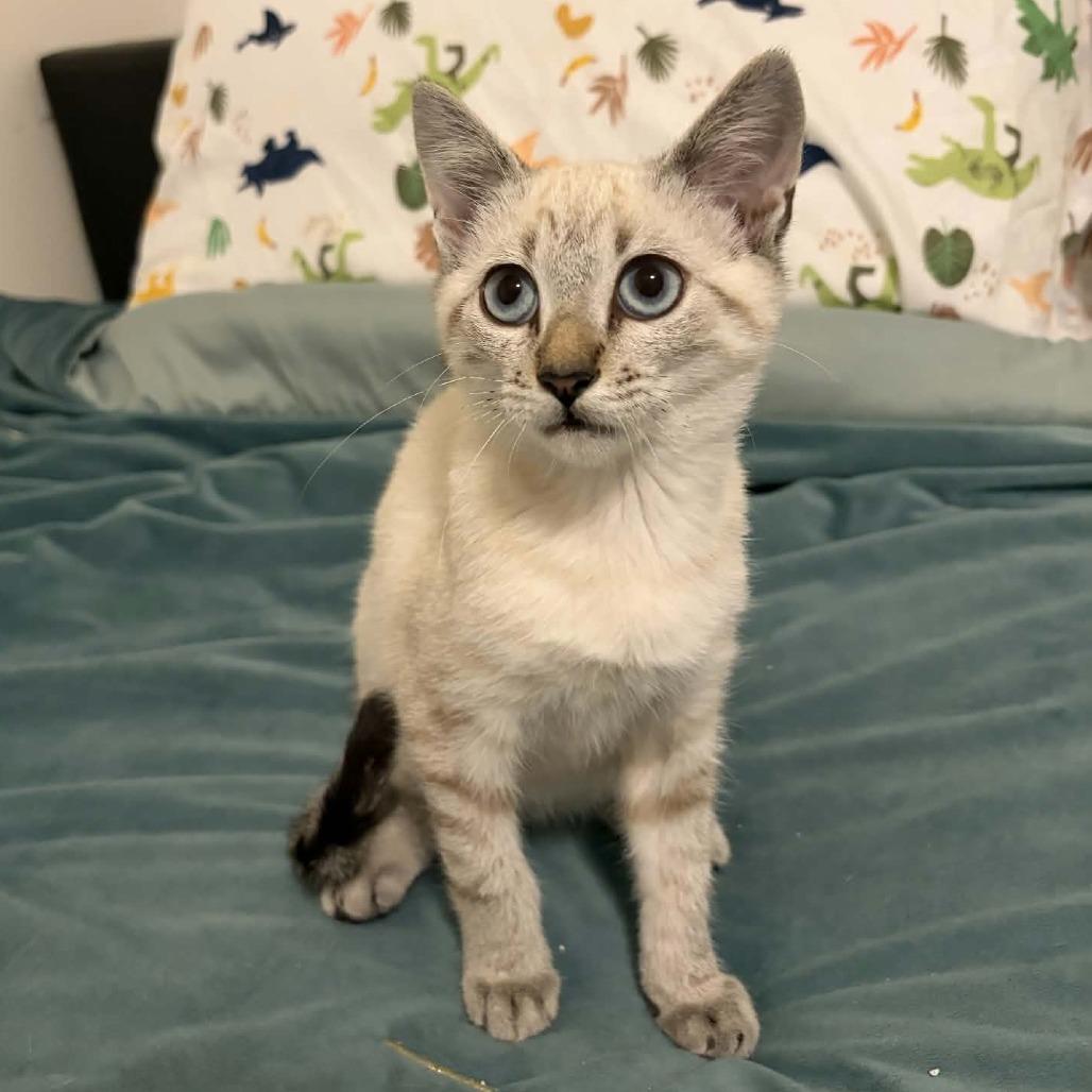 Enlarge Transmission (Mister T), a Adopted Domestic Short Hair in Wilmington, NC image 1/6