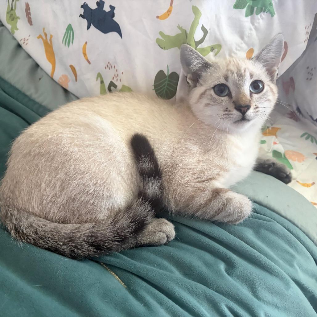 Enlarge Transmission (Mister T), a Adopted Domestic Short Hair in Wilmington, NC image 2/6