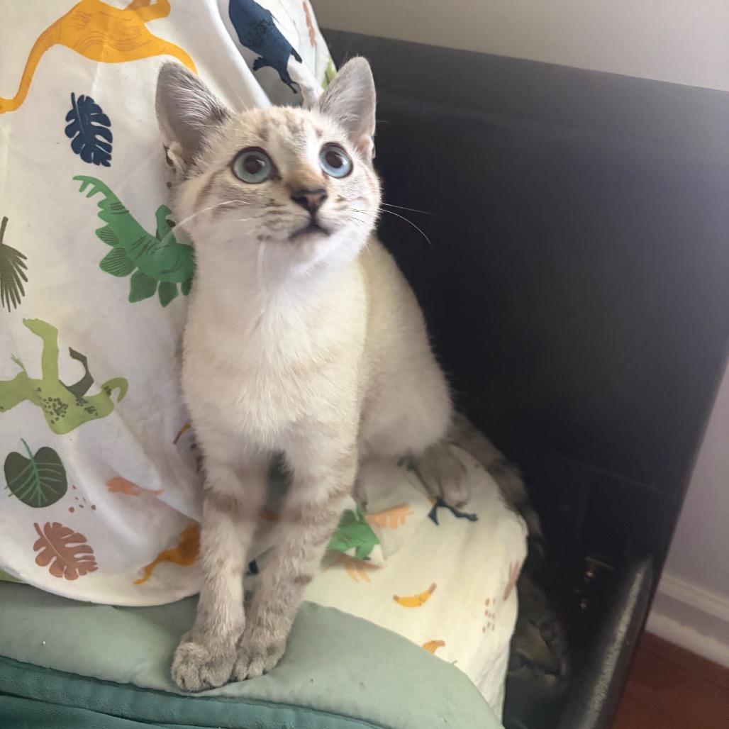 Enlarge Transmission (Mister T), a Adopted Domestic Short Hair in Wilmington, NC image 3/6