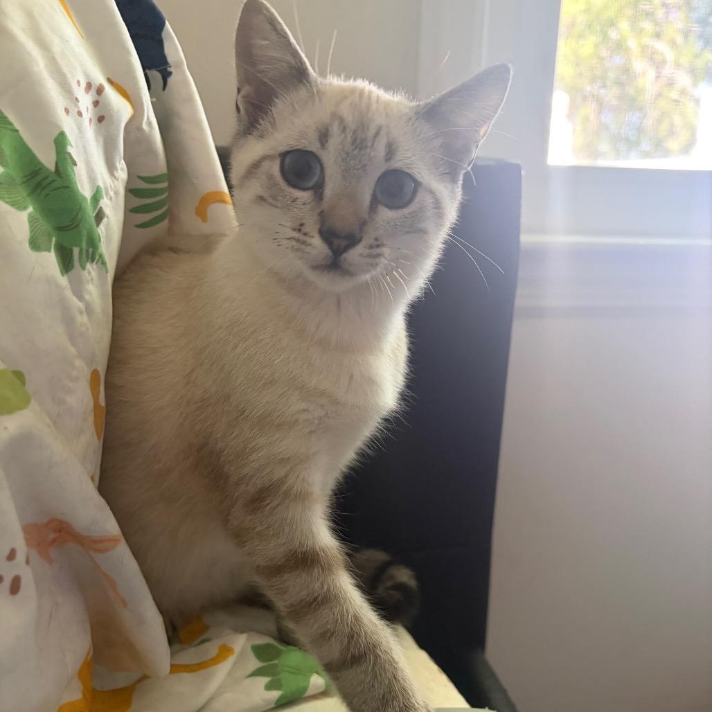 Enlarge Transmission (Mister T), a Adopted Domestic Short Hair in Wilmington, NC image 4/6