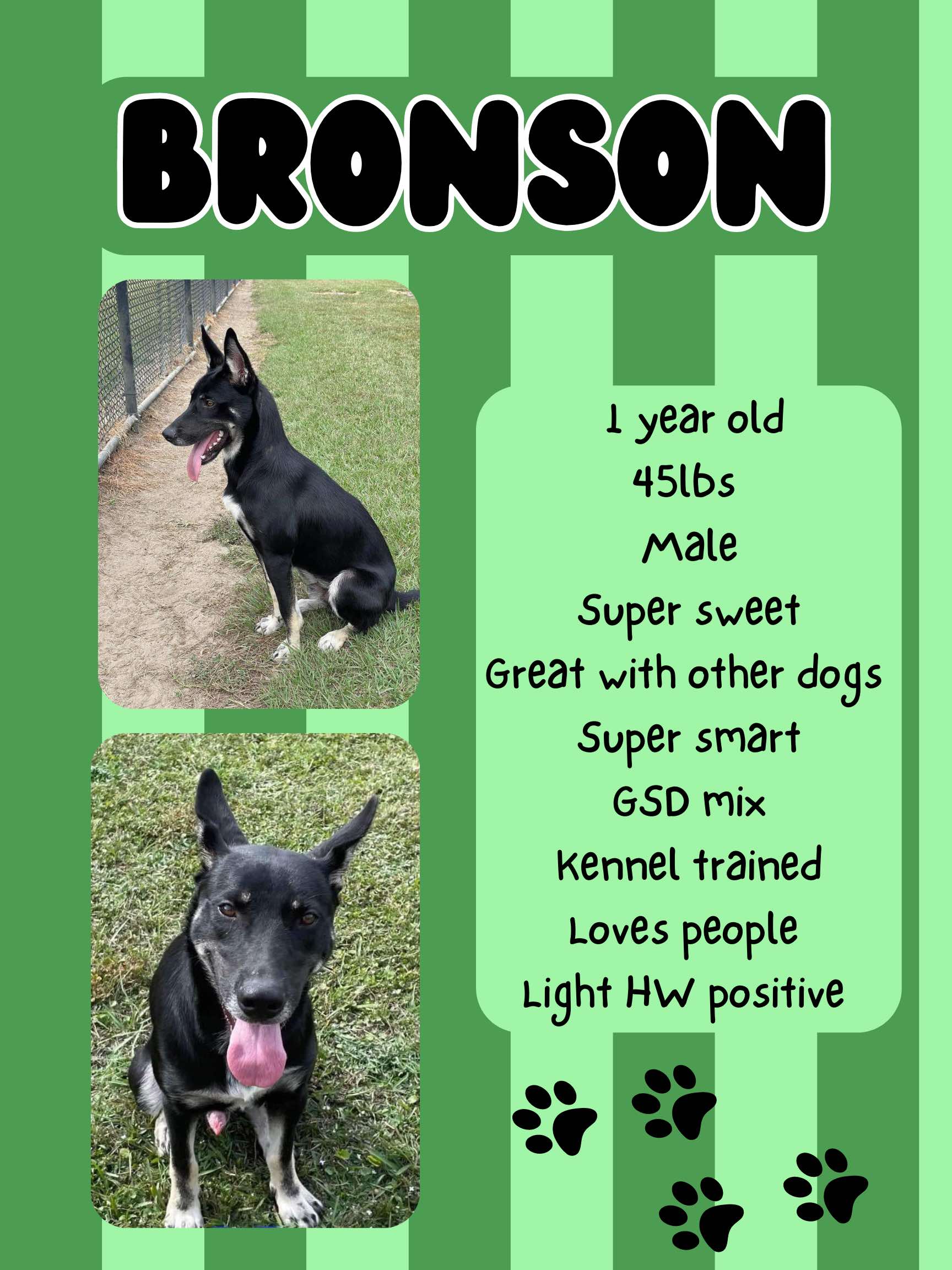 Dog for adoption Bronson, a German Shepherd Dog Mix in Aulac, NB