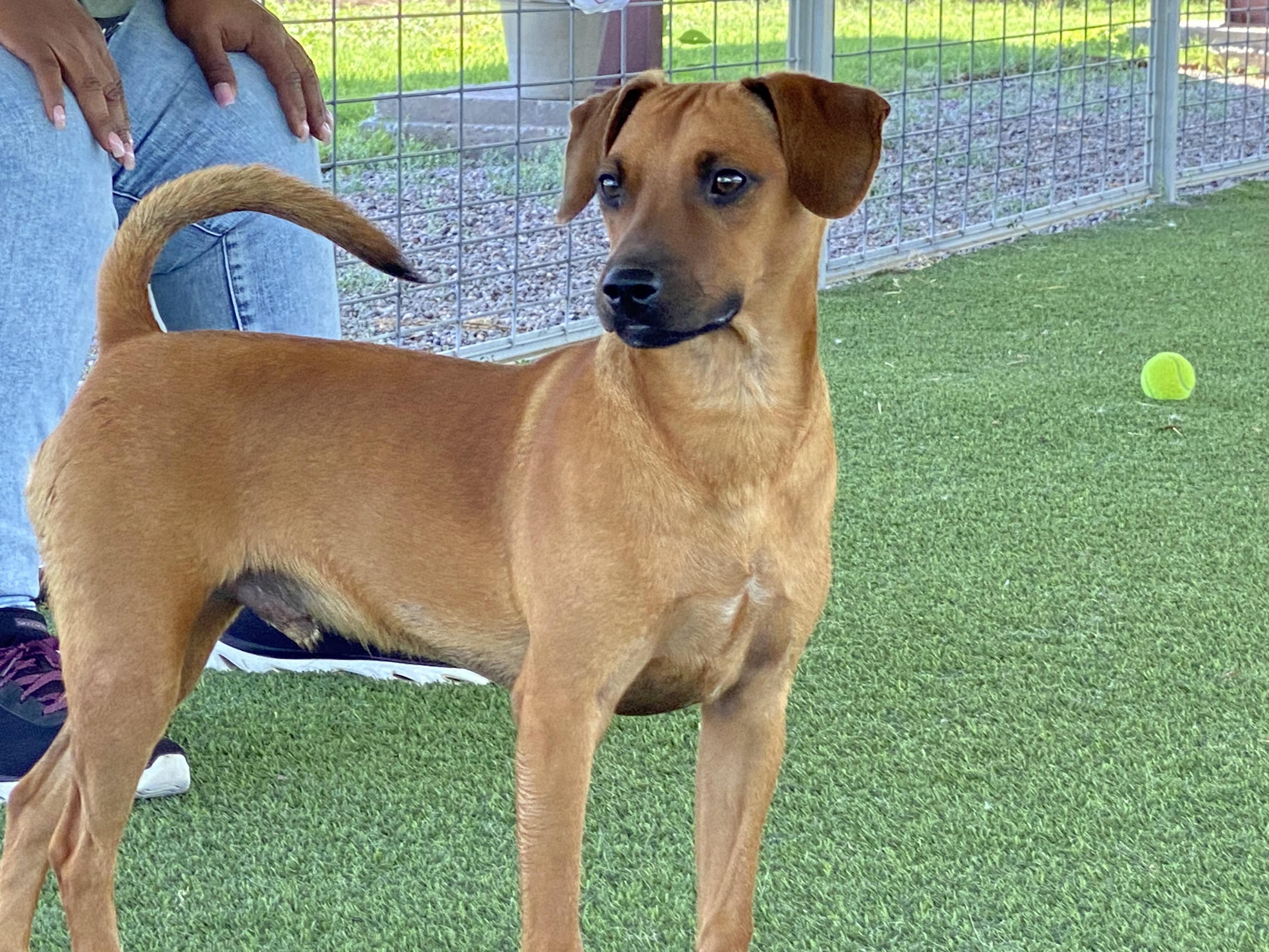 Perry, a Adoptable mixed breed in El Paso, TX image 3/6