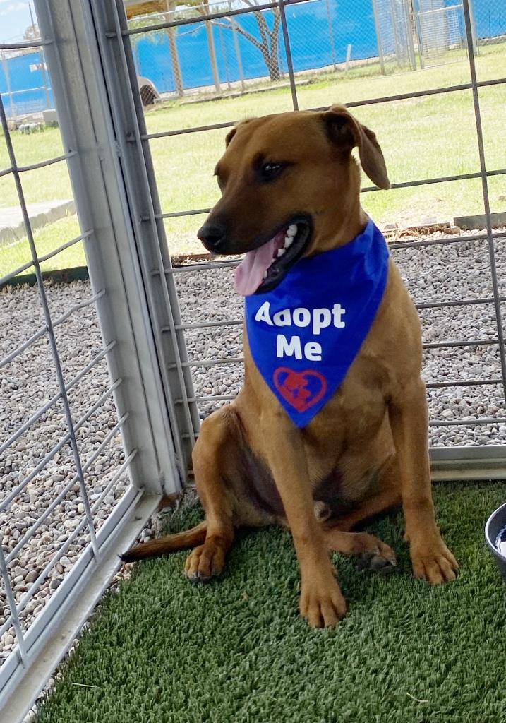 Perry, a Adoptable mixed breed in El Paso, TX image 5/6