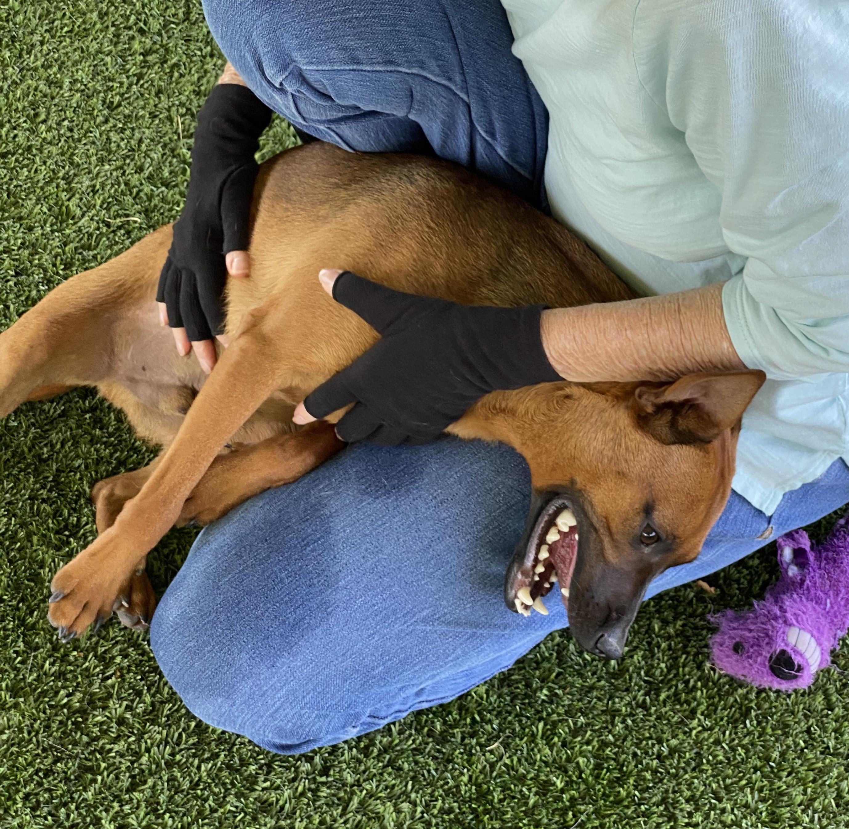Perry, a Adoptable mixed breed in El Paso, TX image 4/6