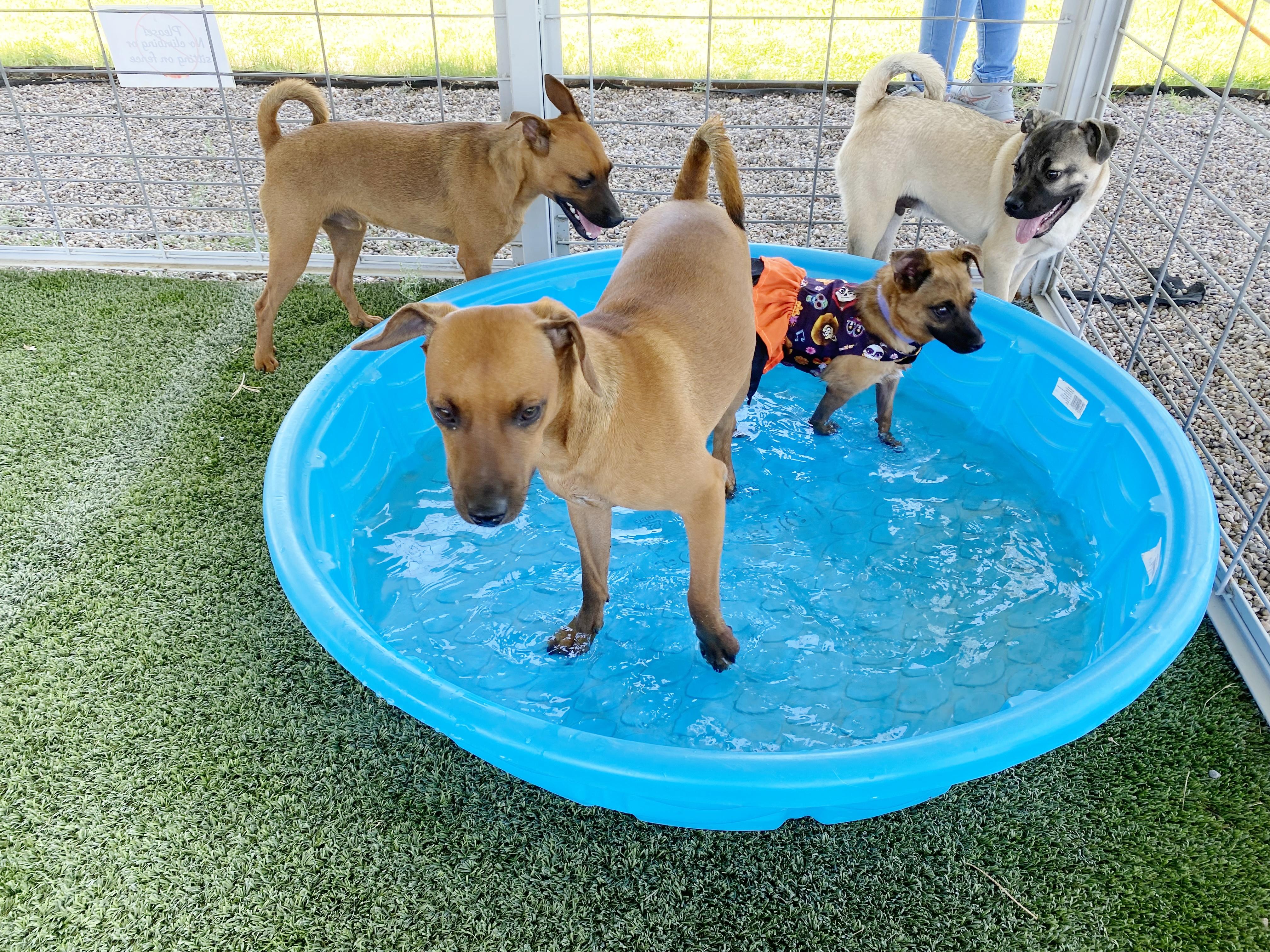 Perry, a Adoptable mixed breed in El Paso, TX image 2/6