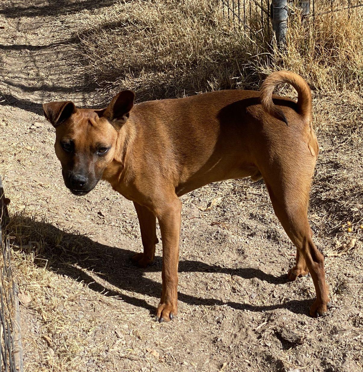 Perry, a Adoptable mixed breed in El Paso, TX image 6/6