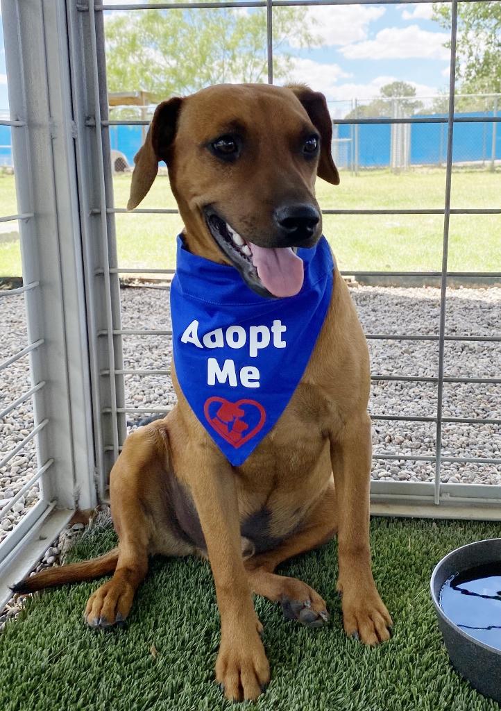 Perry, a Adoptable mixed breed in El Paso, TX image 1/6
