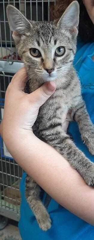 Enlarge Agnetha, a Adoptable Domestic Short Hair in Georgetown, OH image 1/1