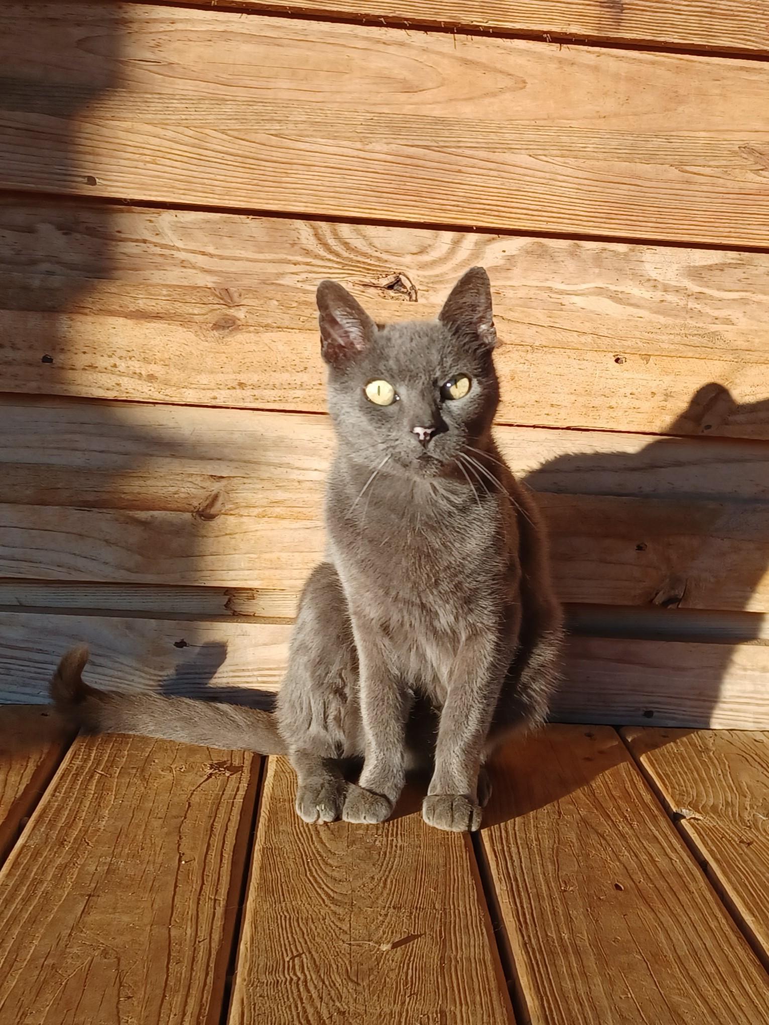 Mimi, adopted, Senior Male Domestic Short Hair.