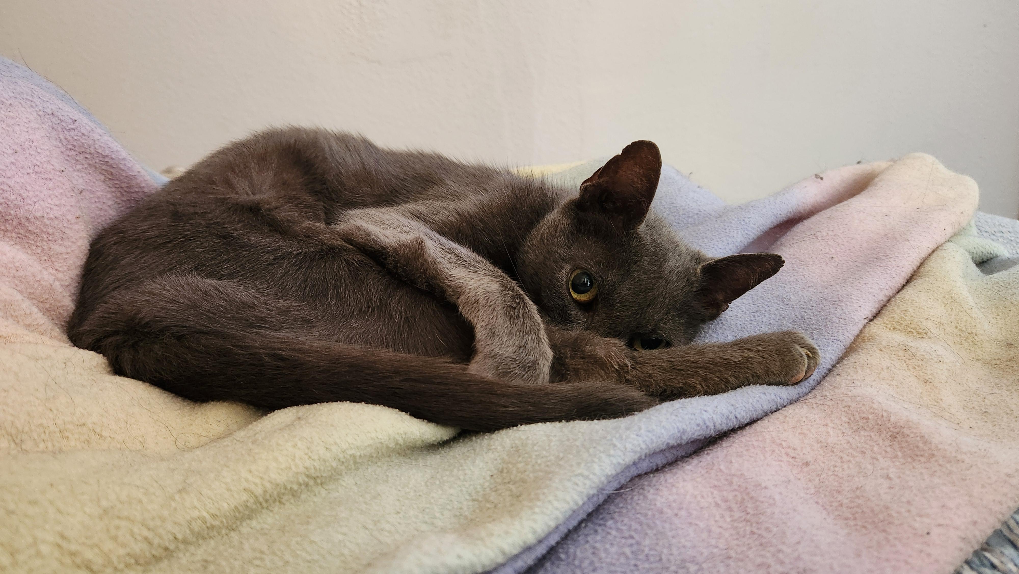 Enlarge Mimi, an adopted mixed breed in Brenham, TX image 2/2