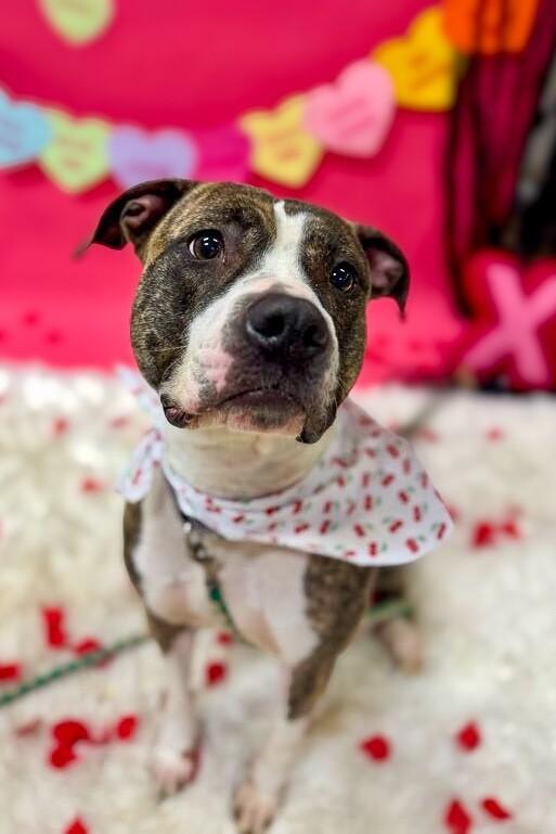 Enlarge Squeaky, a ADOPTABLE Mixed Breed in Miamitown, OH image 1/4