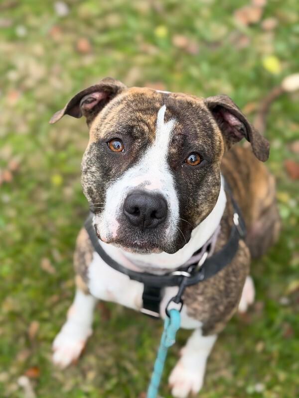 Enlarge Squeaky, a ADOPTABLE Mixed Breed in Miamitown, OH image 3/4