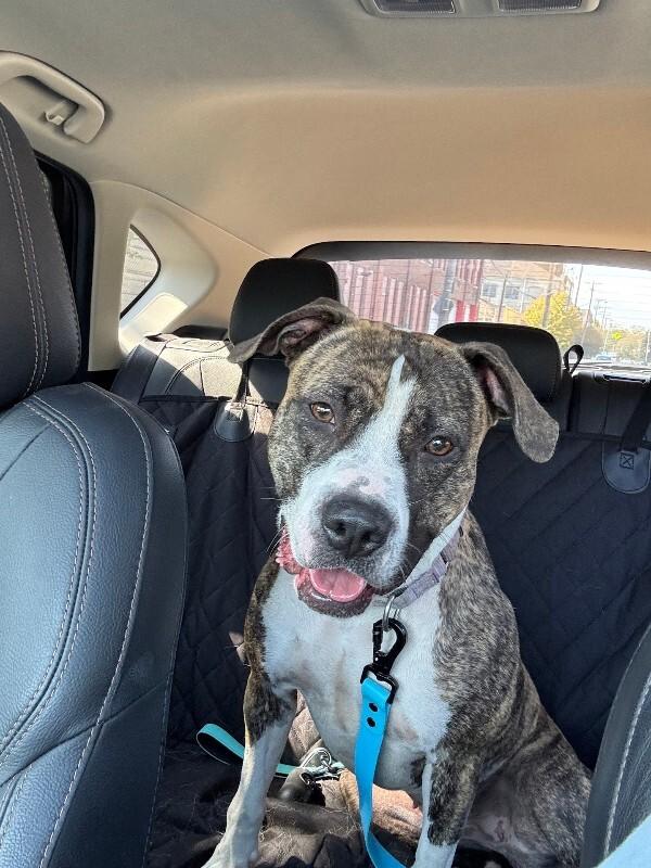 Enlarge Squeaky, a ADOPTABLE Mixed Breed in Miamitown, OH image 4/4