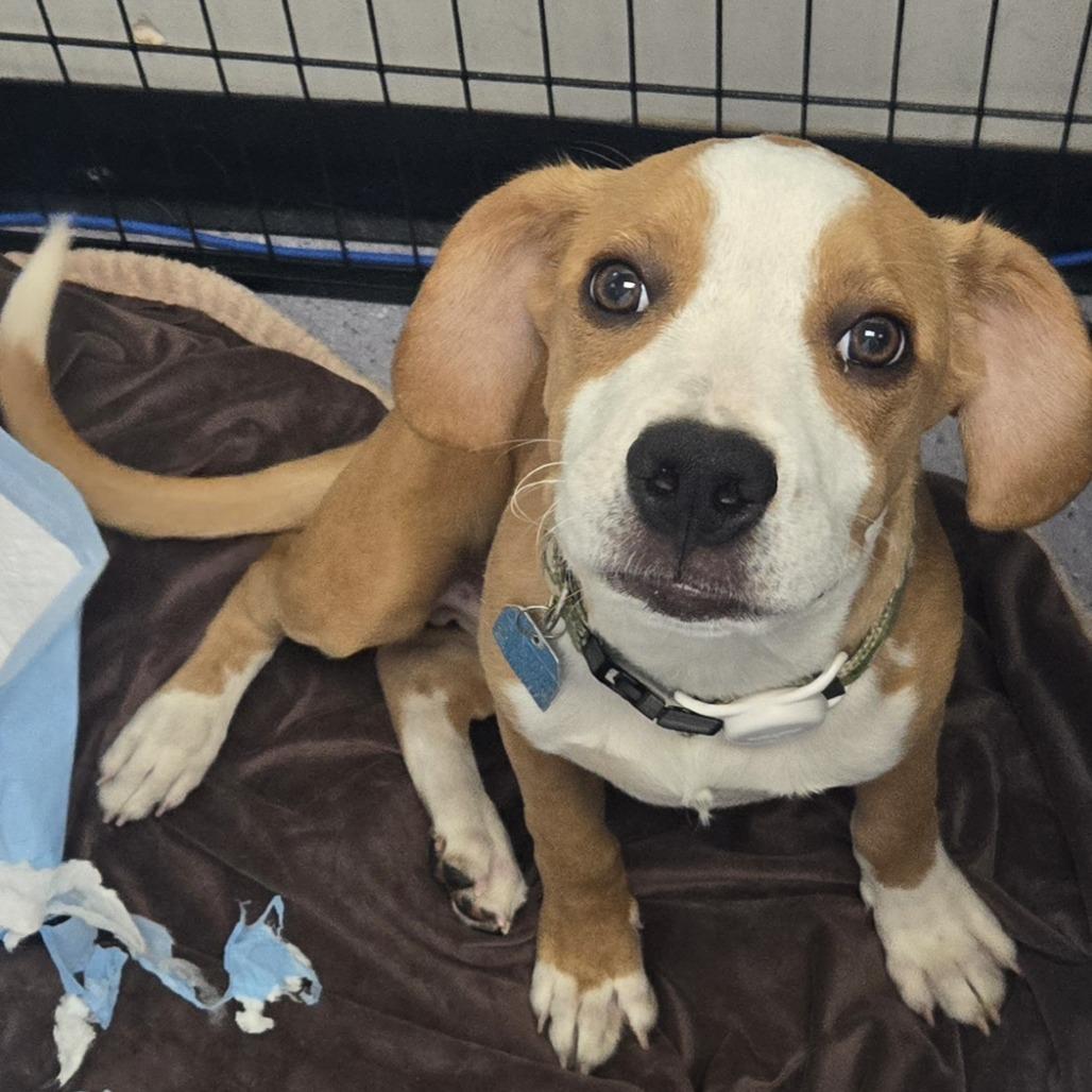 Copper, Adoptable, Puppy Male Mixed Breed.