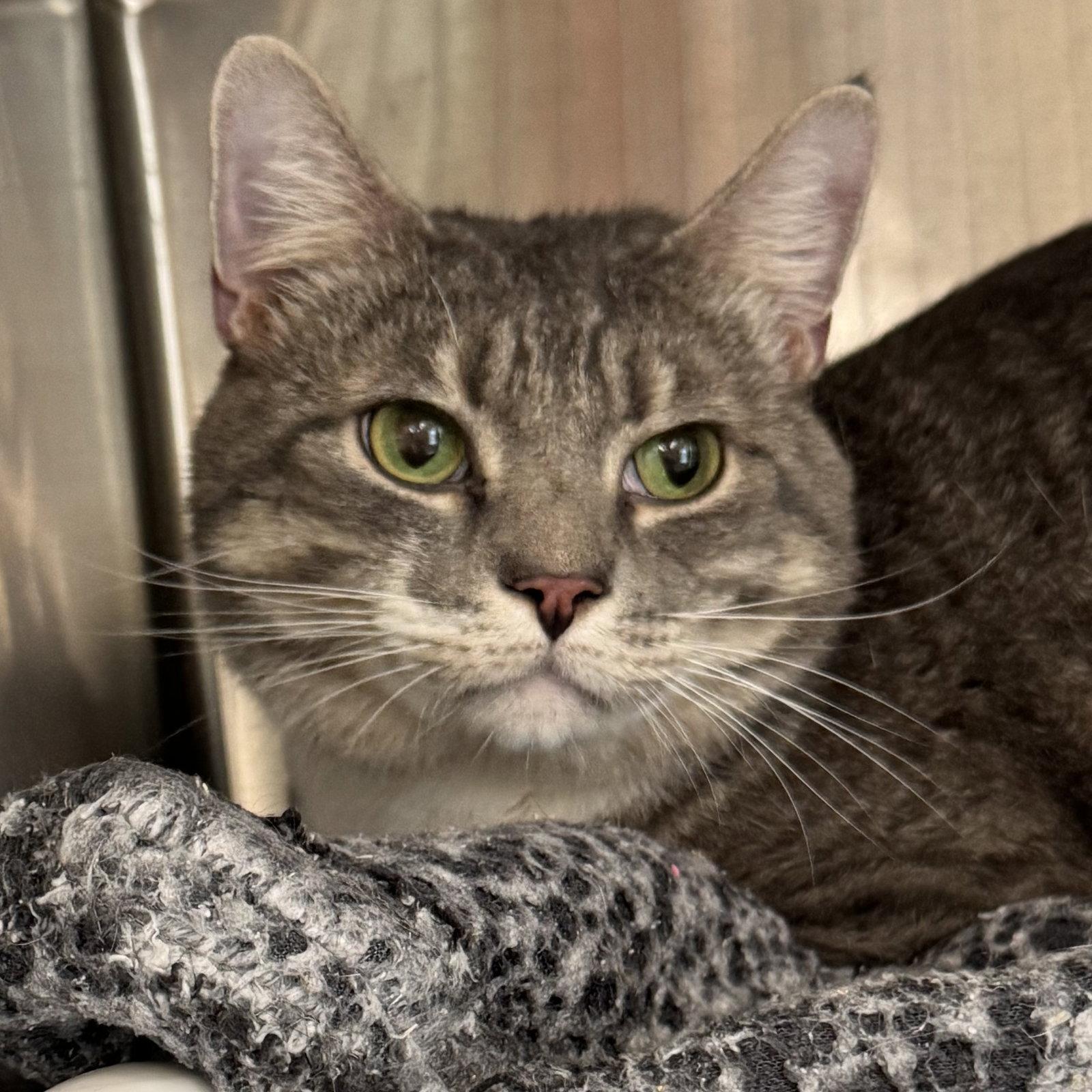 Enlarge Rocky, a Adoptable Domestic Short Hair in Winchendon, MA image 1/1