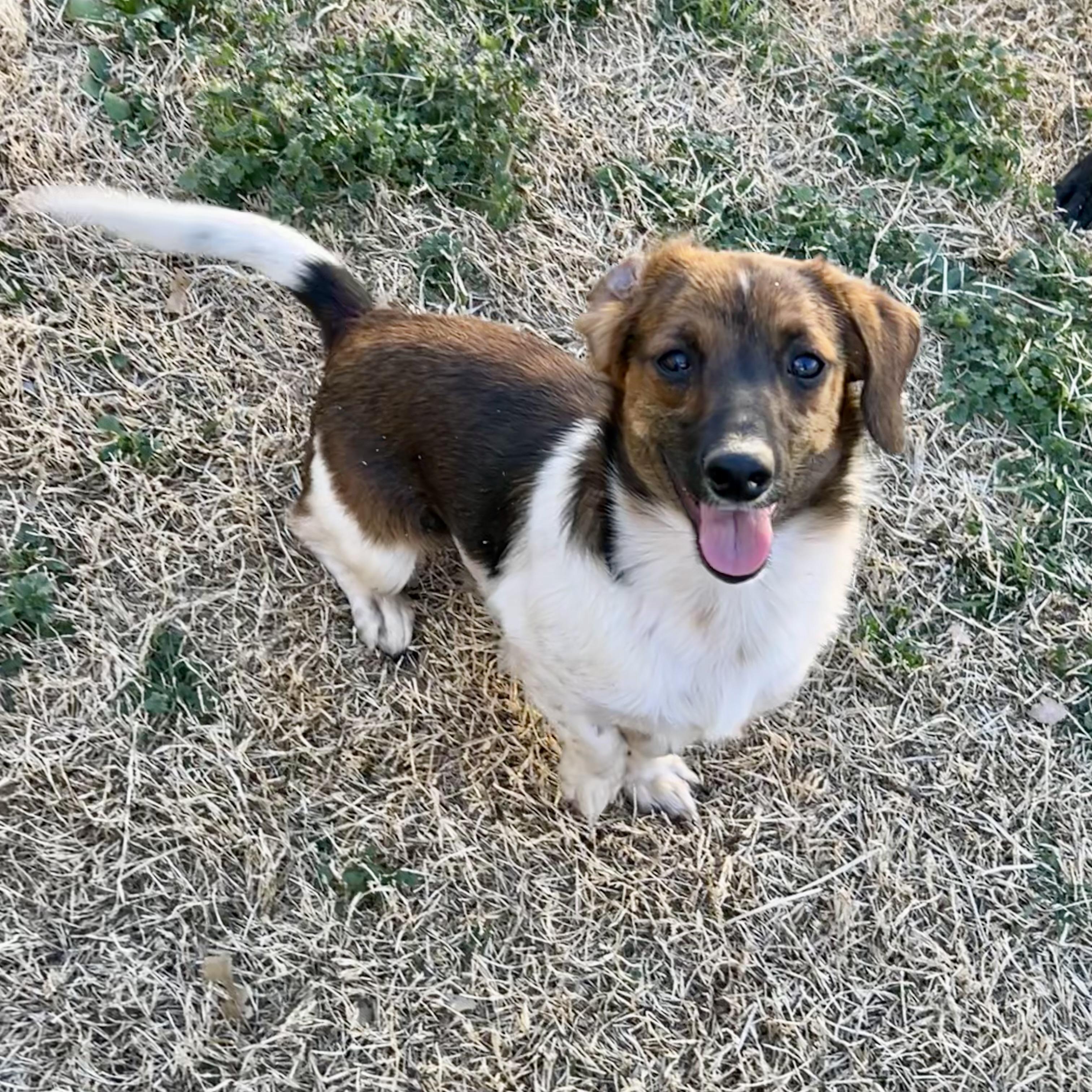 Bean, a Adoptable mixed breed in Chickasha, OK image 3/3