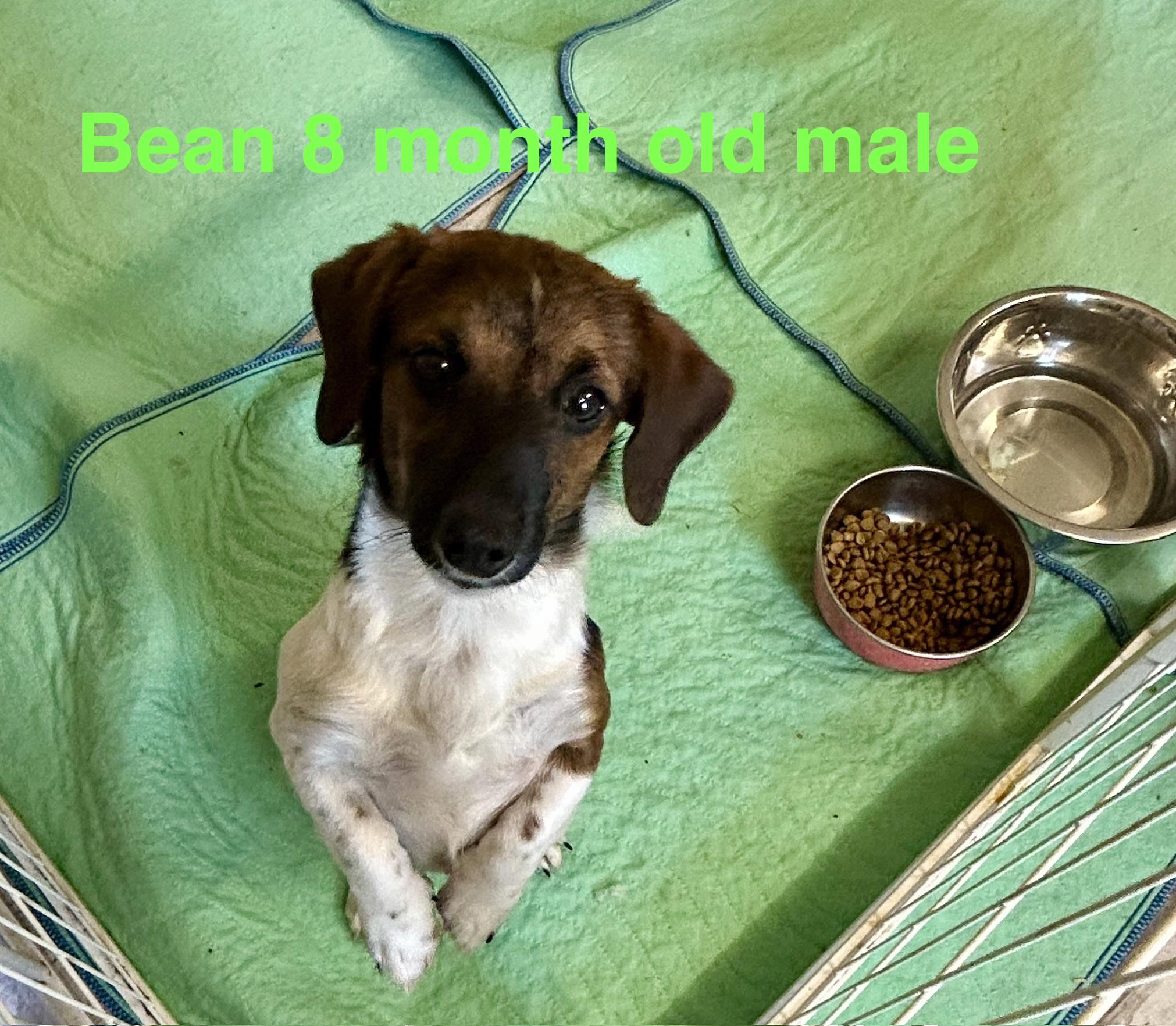 Bean, Adoptable, Young Male Miniature Dachshund & Chihuahua.