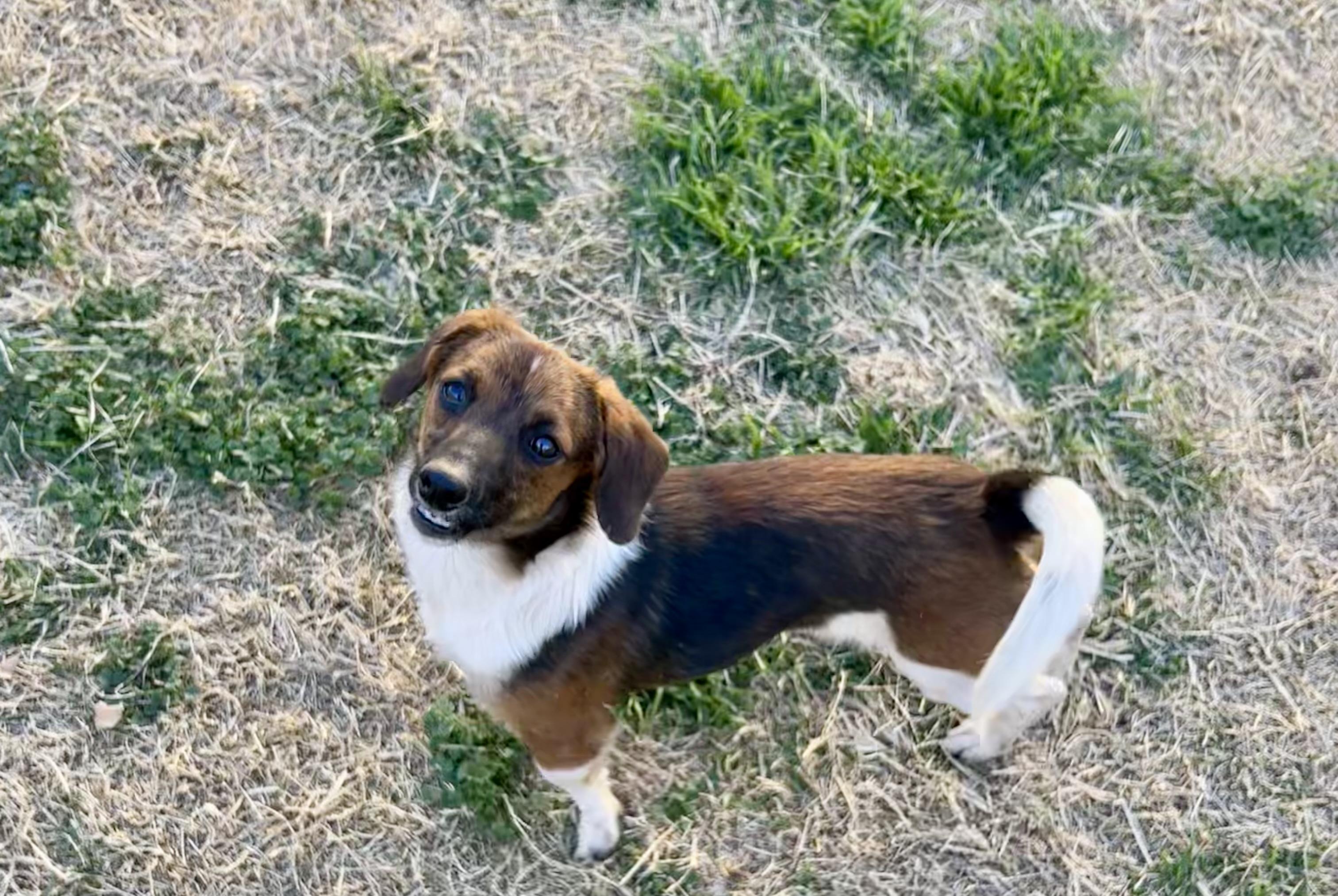 Bean, Adoptable, Young Male Miniature Dachshund & Chihuahua.