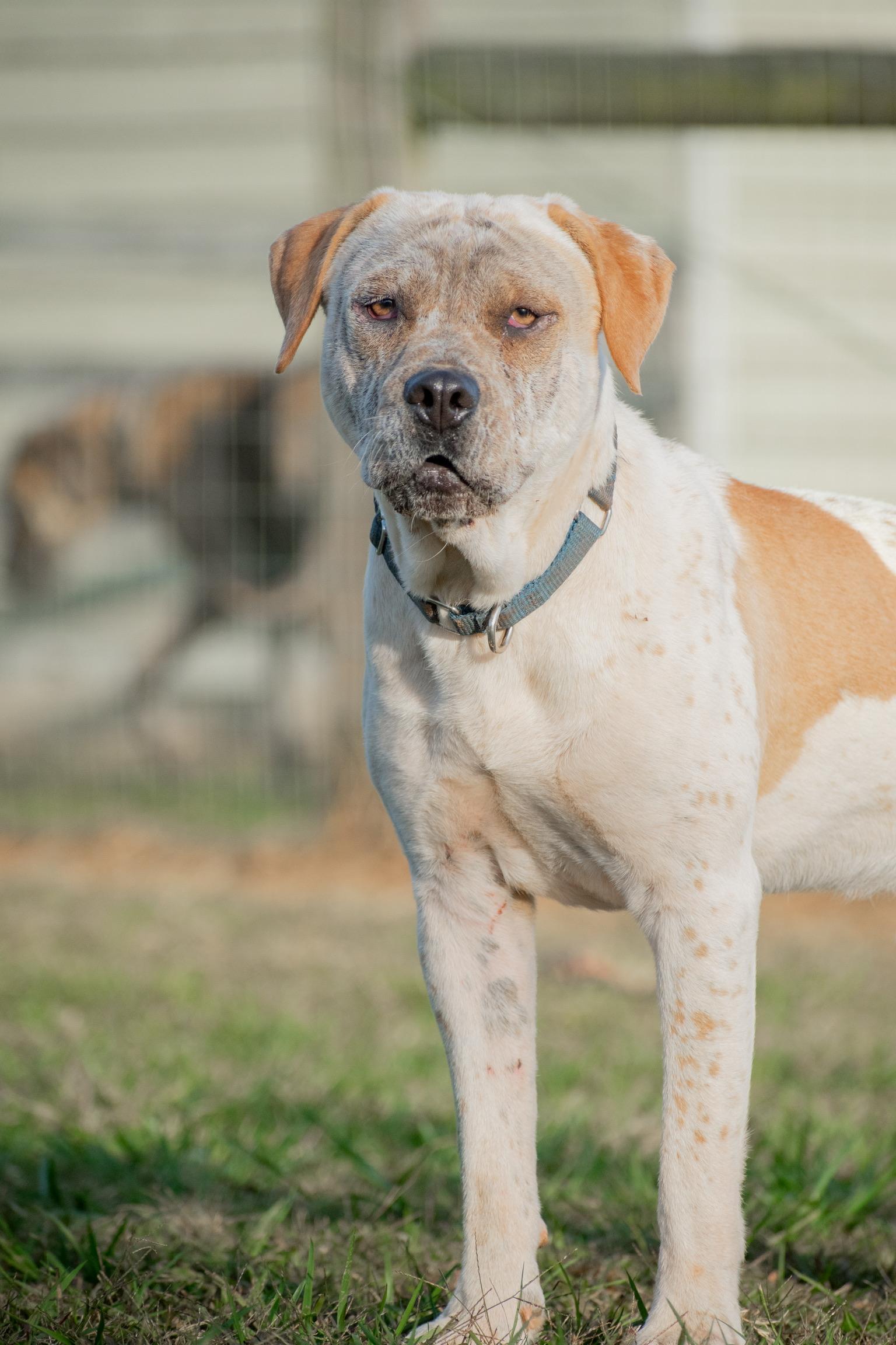 Sully, Adult Male unknown
