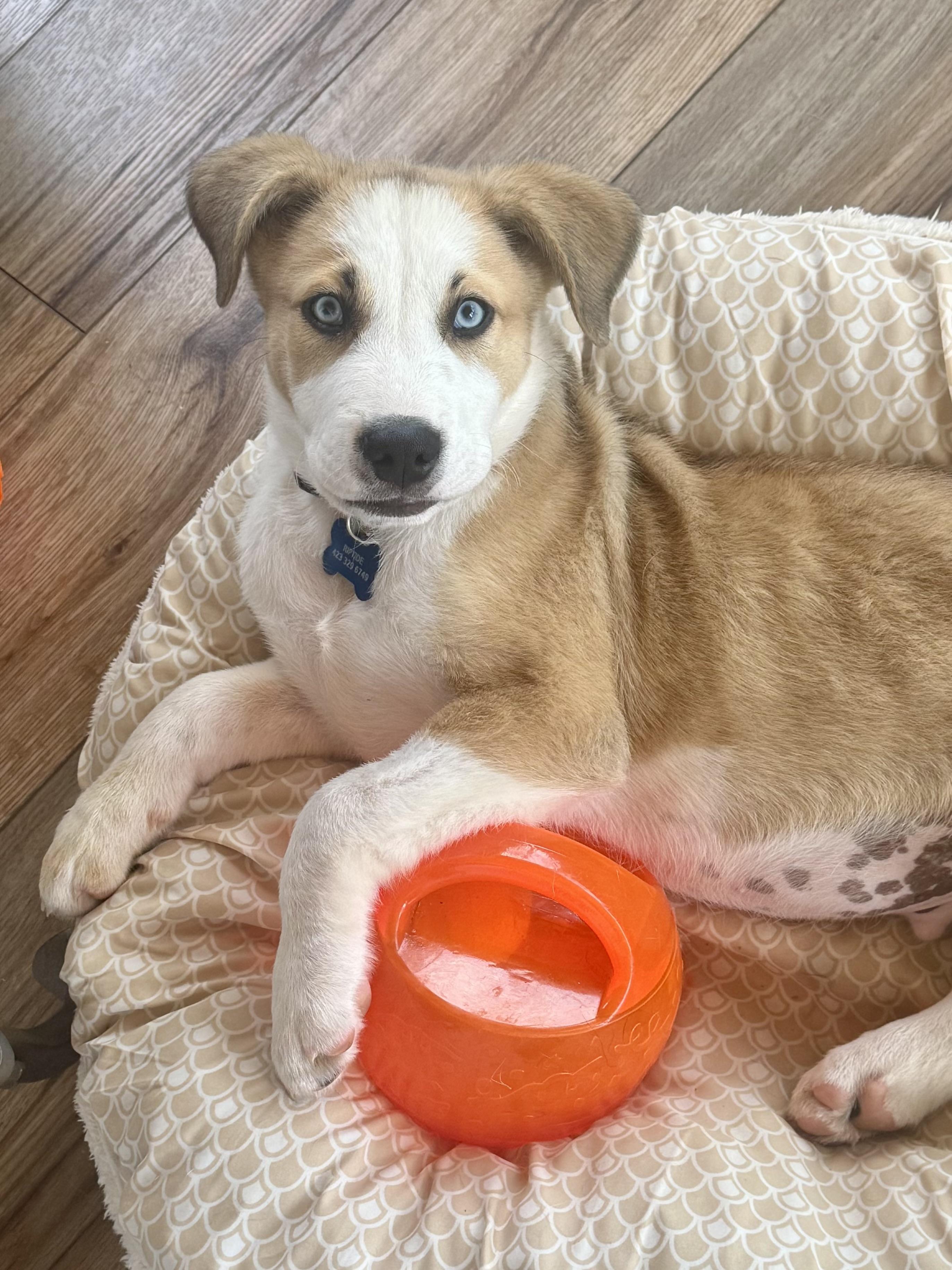 Riptide, Adoptable, Puppy Male Husky & Labrador Retriever.