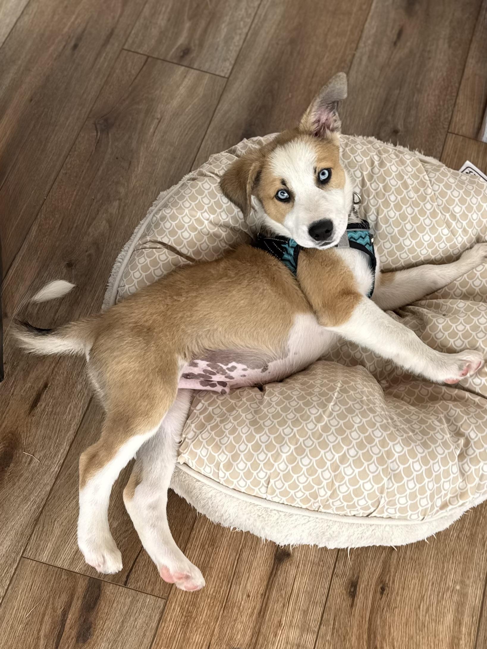Enlarge Riptide, a Adoptable mixed breed in Asheville, NC image 3/6