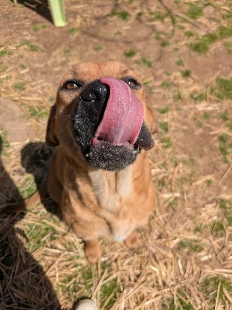Abby, Adoptable, Adult Female Hound.