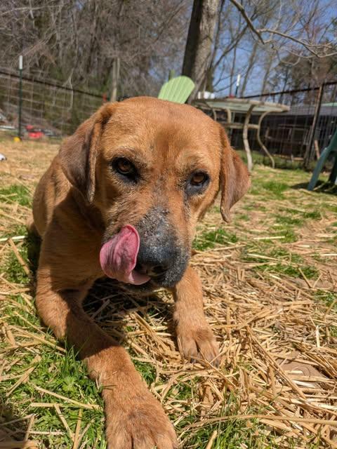 Abby, a Adoptable mixed breed in Dover, AR image 2/6