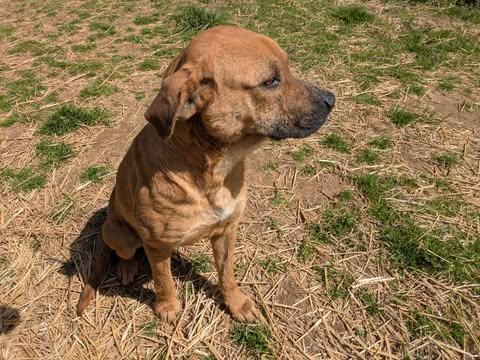 Abby, a Adoptable mixed breed in Dover, AR image 3/6