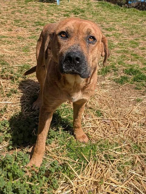 Abby, a Adoptable mixed breed in Dover, AR image 5/6