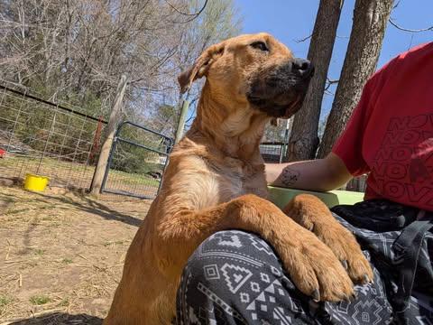 Abby, a Adoptable mixed breed in Dover, AR image 4/6