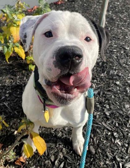 Tom Collins, Adoptable, Adult Male American Bulldog & Mixed Breed.