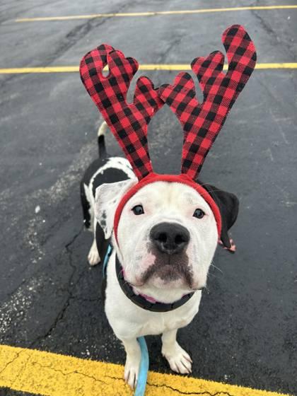 Enlarge Tom Collins, a Adoptable mixed breed in Valley View, OH image 2/3