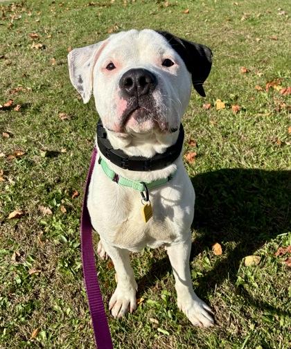 Enlarge Tom Collins, a Adoptable mixed breed in Valley View, OH image 3/3