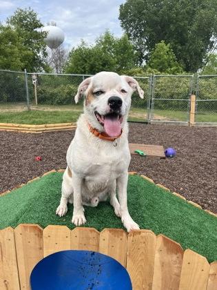 Lucky, a ADOPTABLE mixed breed in Neenah, WI image 3/3