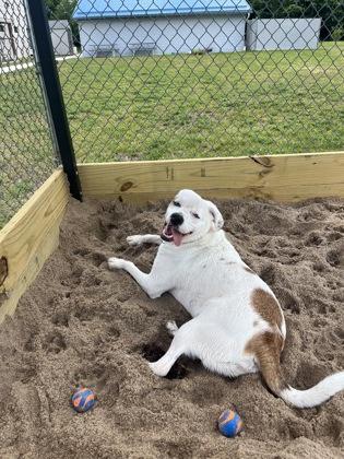 Lucky, a ADOPTABLE mixed breed in Neenah, WI image 2/3
