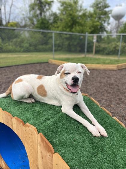 Lucky, ADOPTABLE, Adult Male Hound.