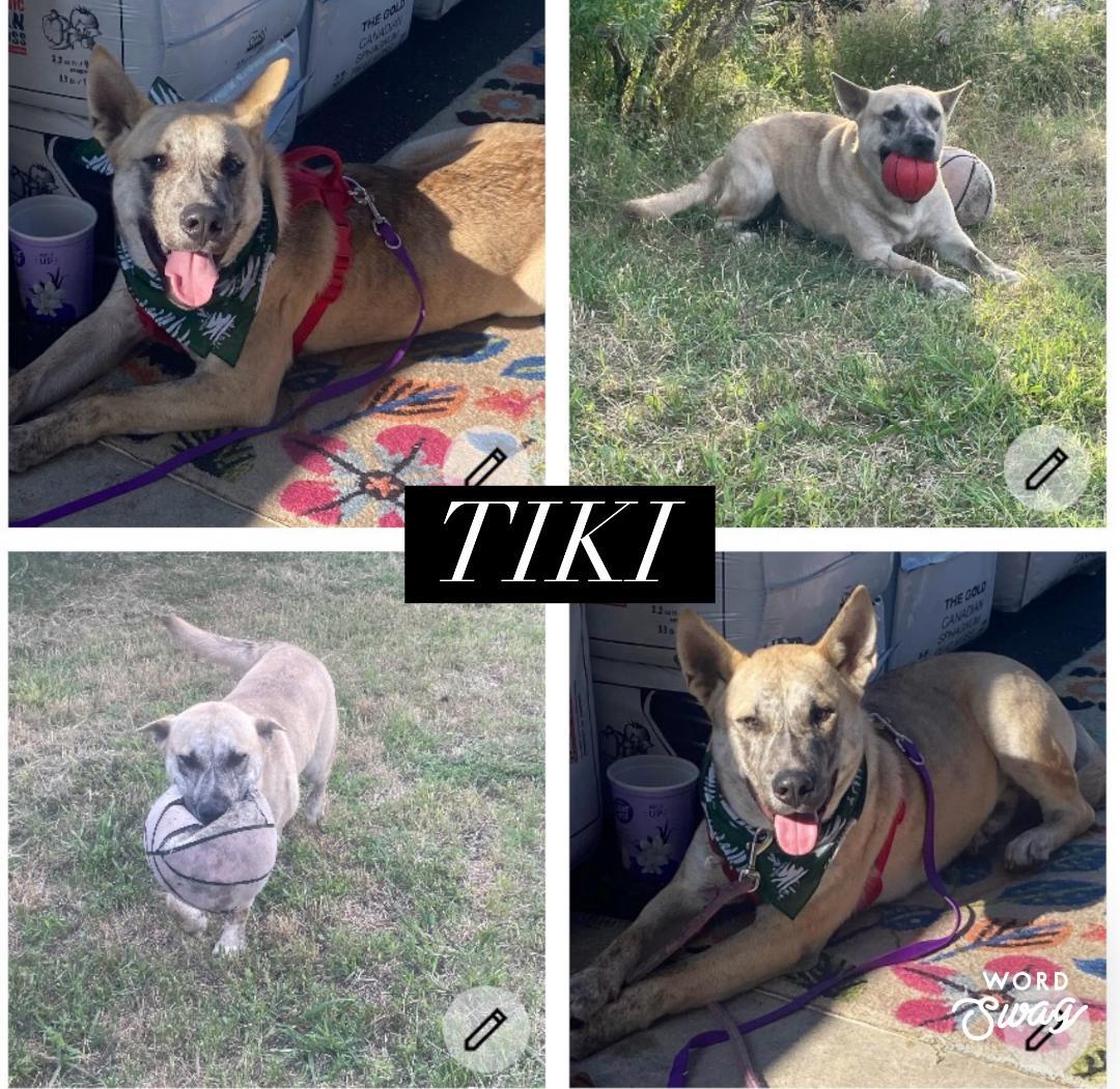 Enlarge Tiki, a ADOPTABLE mixed breed in canyon lake, TX image 1/1