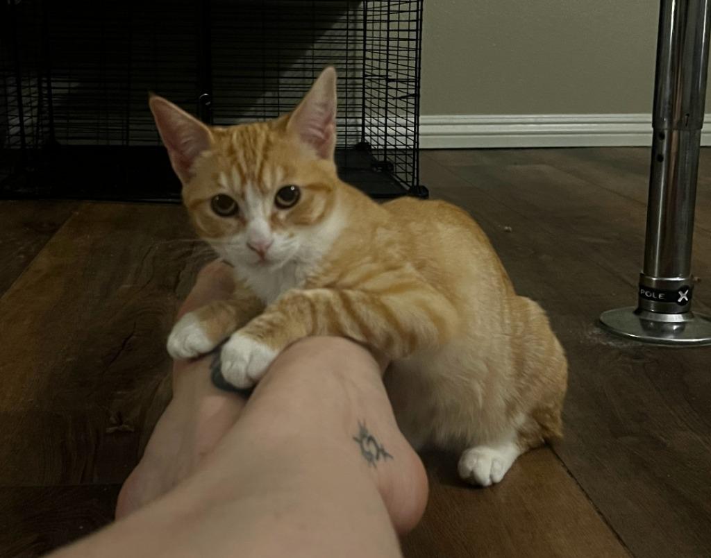 JalapenĚo, Adoptable, Young Female Domestic Short Hair.