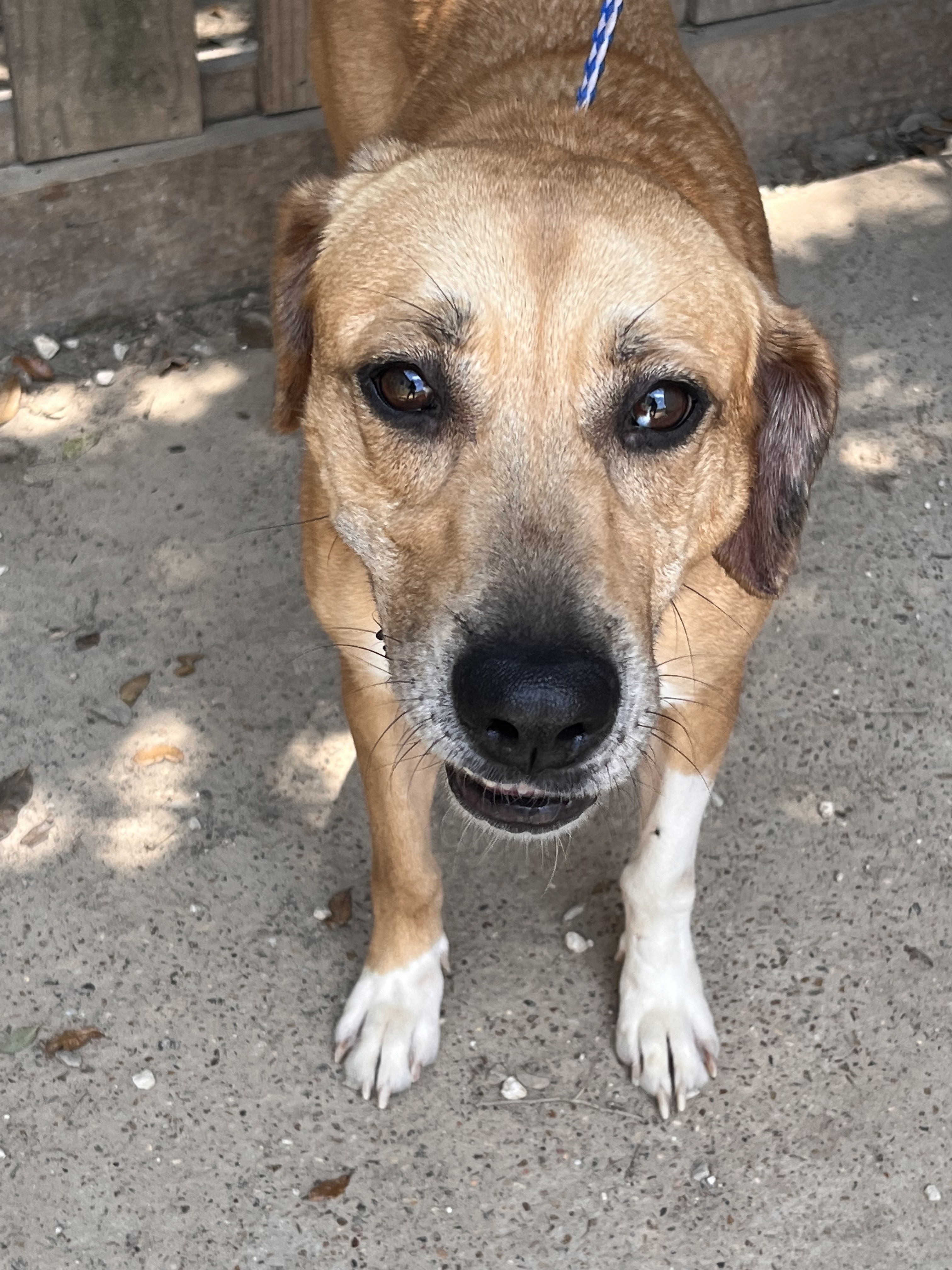 Enlarge Misty, a Adoptable mixed breed in Portland, OR image 2/12