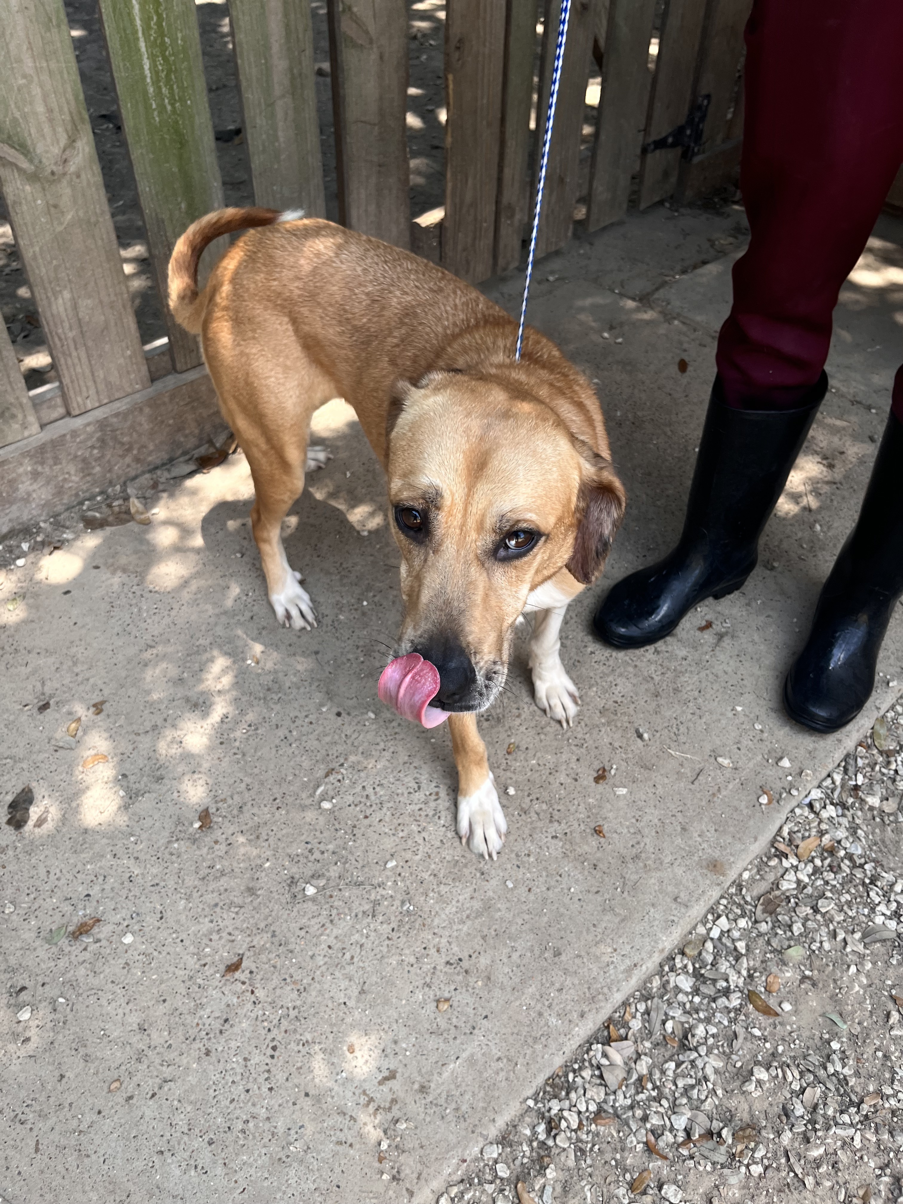 Enlarge Misty, a Adoptable mixed breed in Portland, OR image 3/12