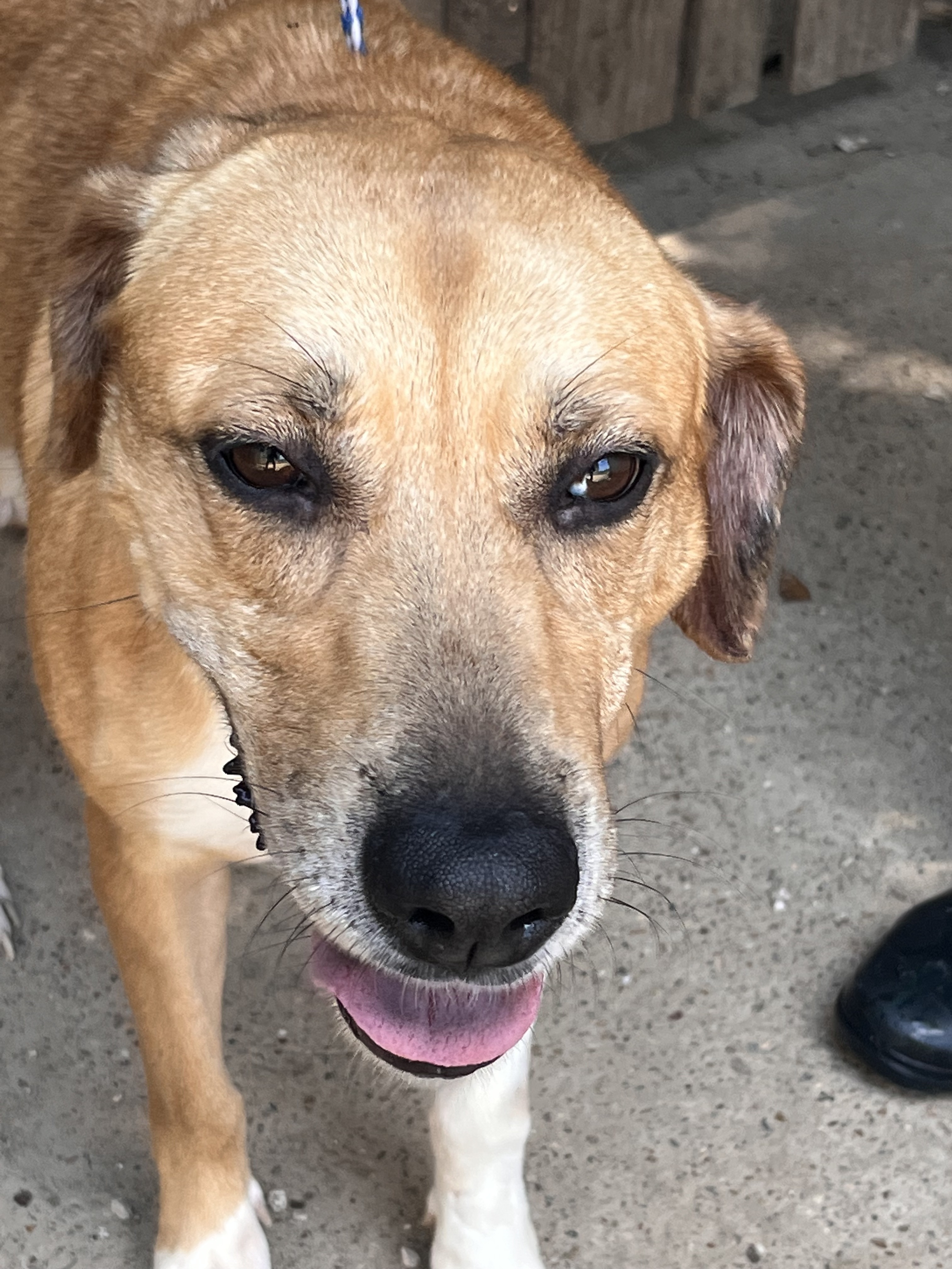 Enlarge Misty, a Adoptable mixed breed in Portland, OR image 4/12