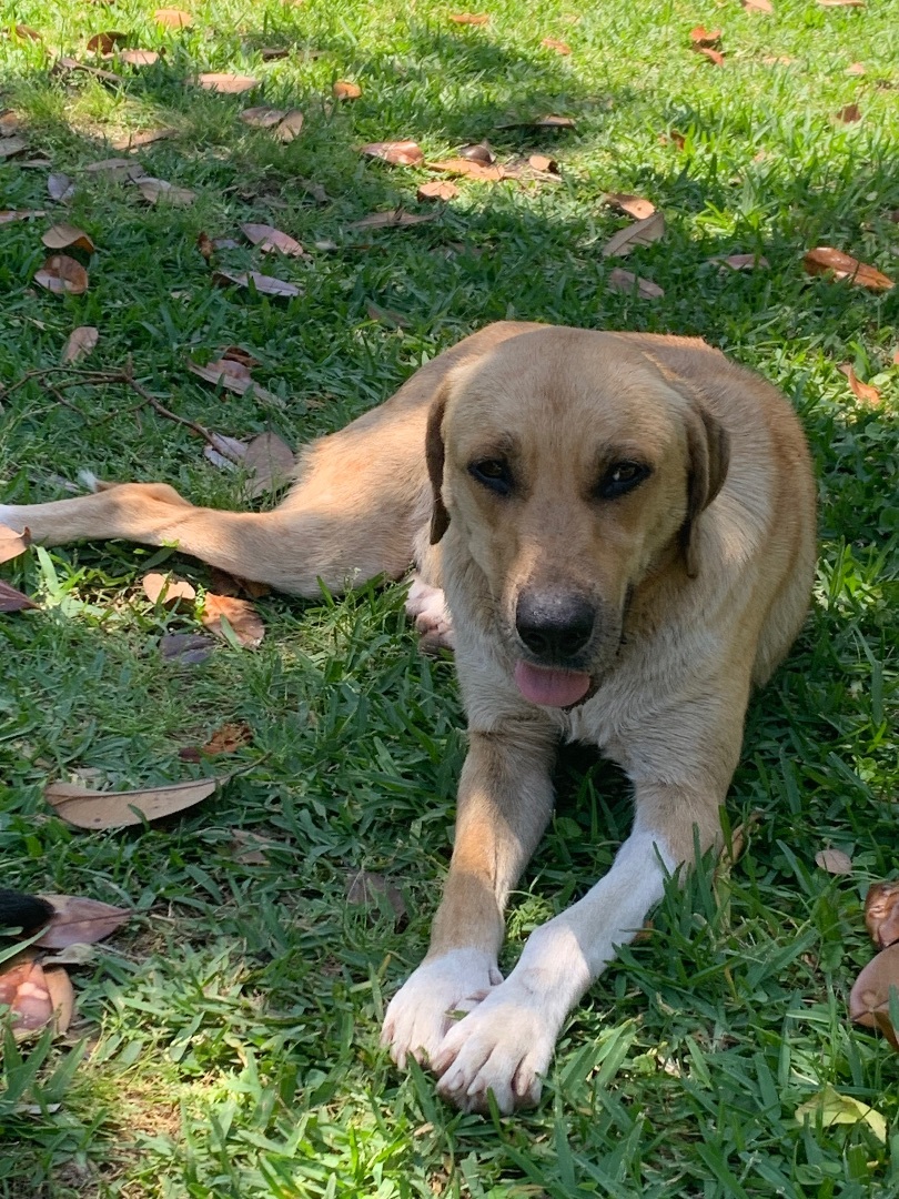 Enlarge Misty, a Adoptable mixed breed in Portland, OR image 5/12