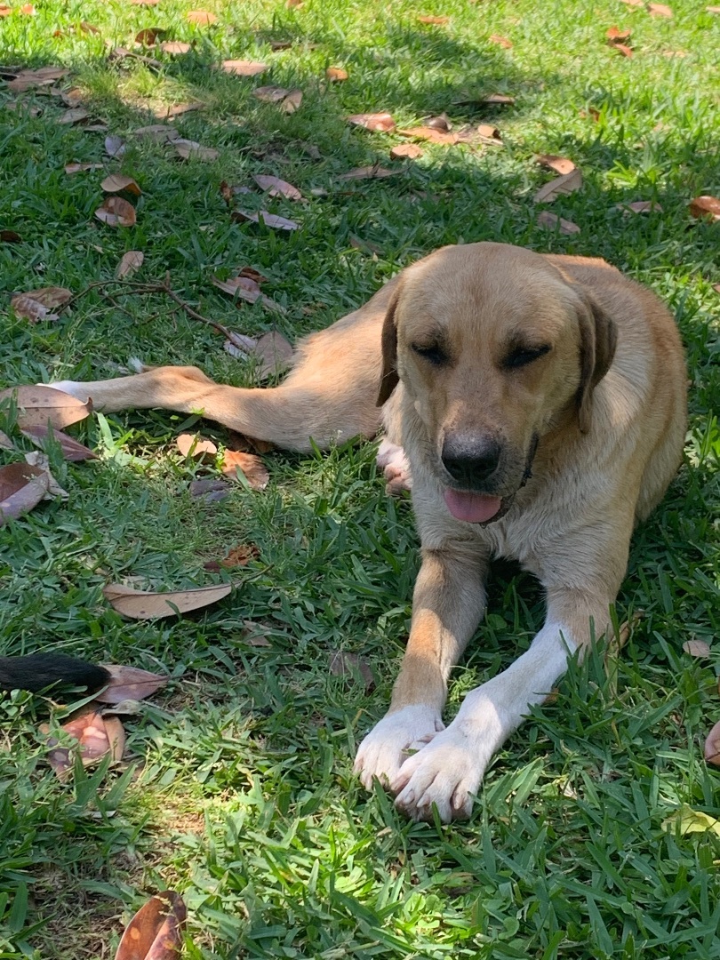 Enlarge Misty, a Adoptable mixed breed in Portland, OR image 6/12