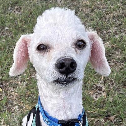 Enlarge Bellamy, an adopted mixed breed in Oklahoma City, OK image 3/4