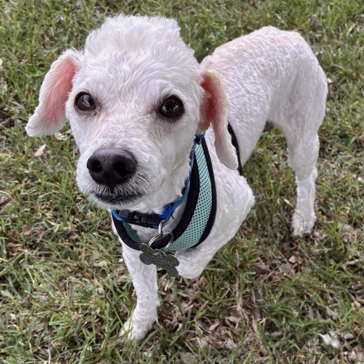 Enlarge Bellamy, an adopted mixed breed in Oklahoma City, OK image 1/4