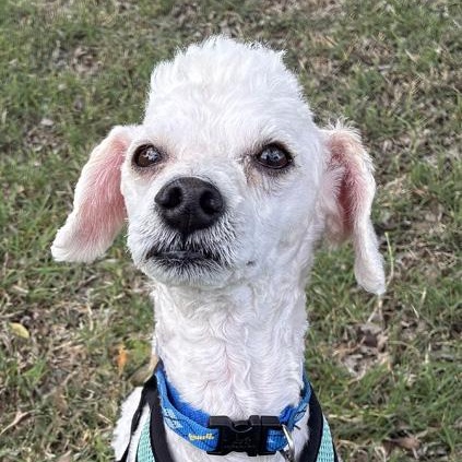 Enlarge Bellamy, an adopted mixed breed in Oklahoma City, OK image 4/4
